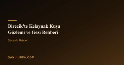 Birecik'te Kelaynak Kuşu Gözlemi ve Gezi Rehberi
