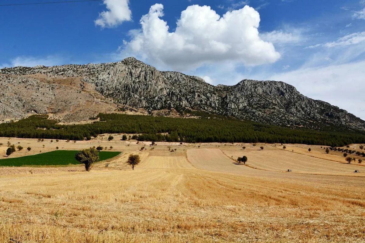 Harran Ovası'nda Doğa Turu: Sonsuz Tarlalar ve Ekolojik Zenginlik