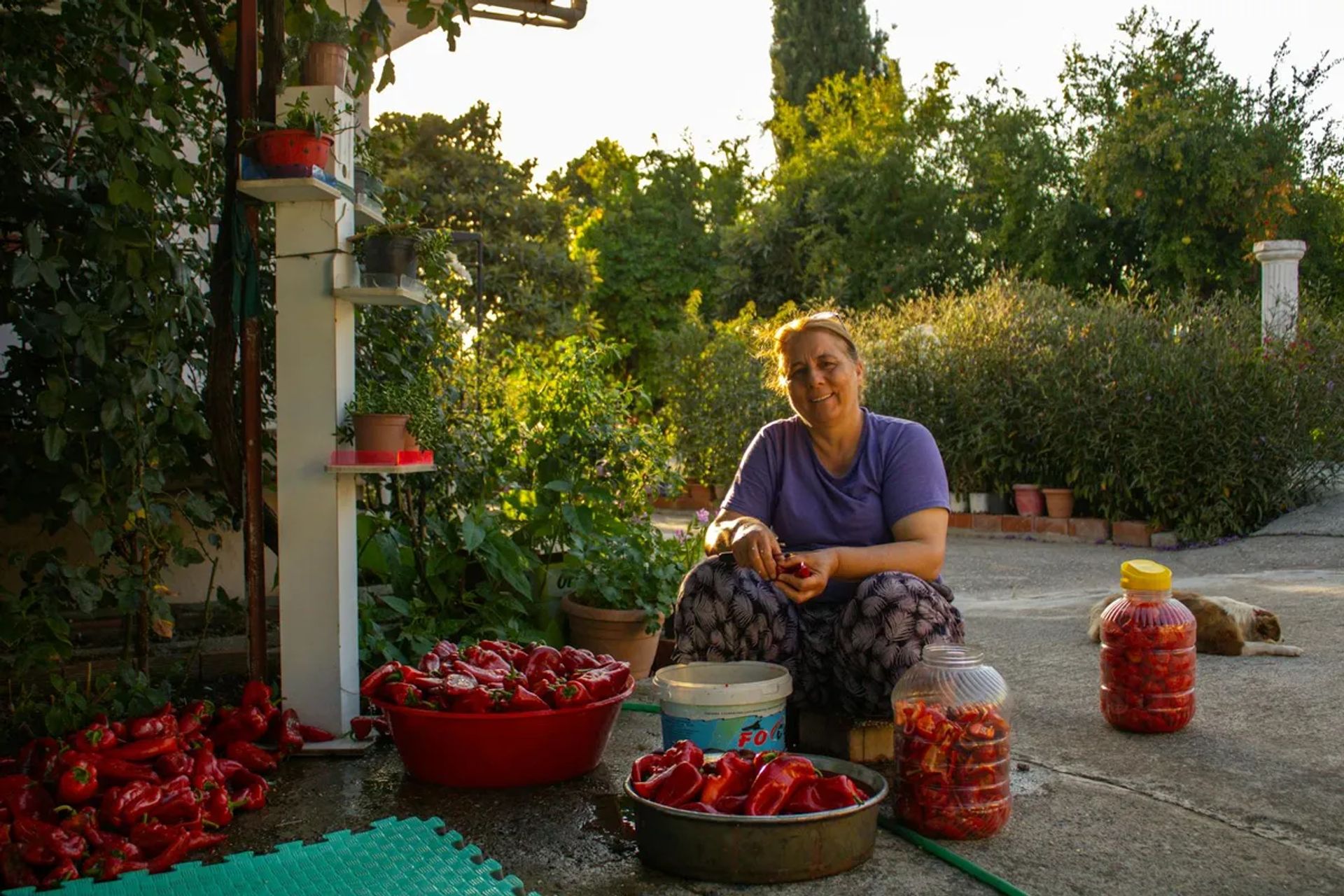 Şanlıurfa'da Ev Yapımı Biber Salçası ve Domates Salçası: Mevsim Geleneği Rehberi
