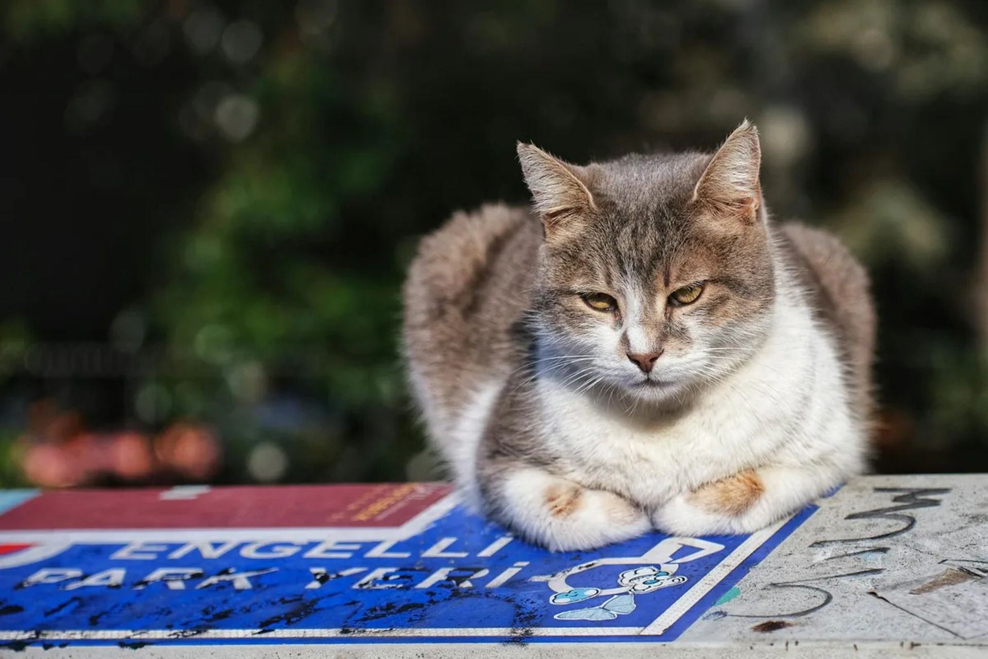 Şanlıurfa'da Engelli Erişimli ve Tekerlekli Sandalye Uyumlu Konaklama Rehberi