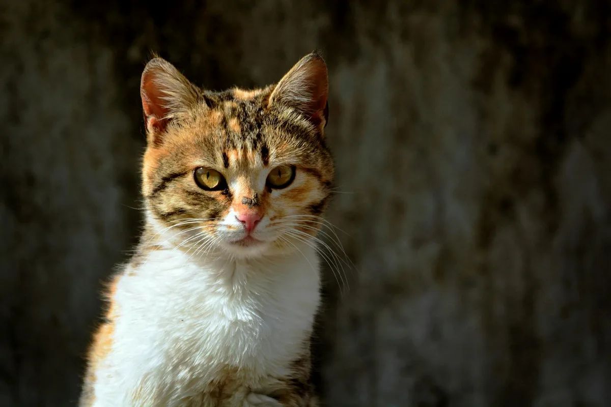 Şanlıurfa'da Hayvan Barınağı ve Sahiplendirme: Kedi, Köpek Benimseme Rehberi