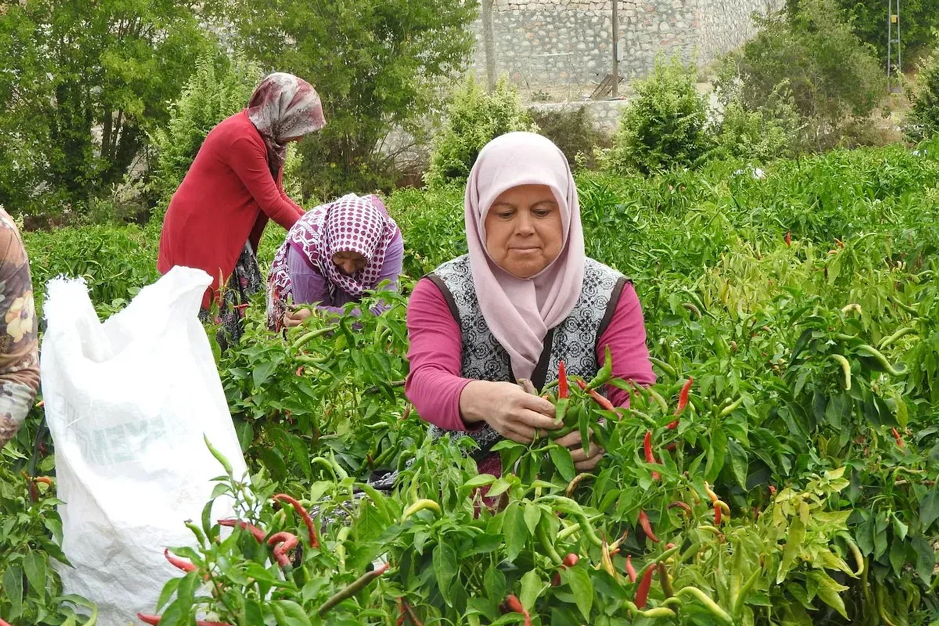 Şanlıurfa Urfa Biberi: GI Damgası ve Sahte Ürünler Nasıl Anlaşılır?