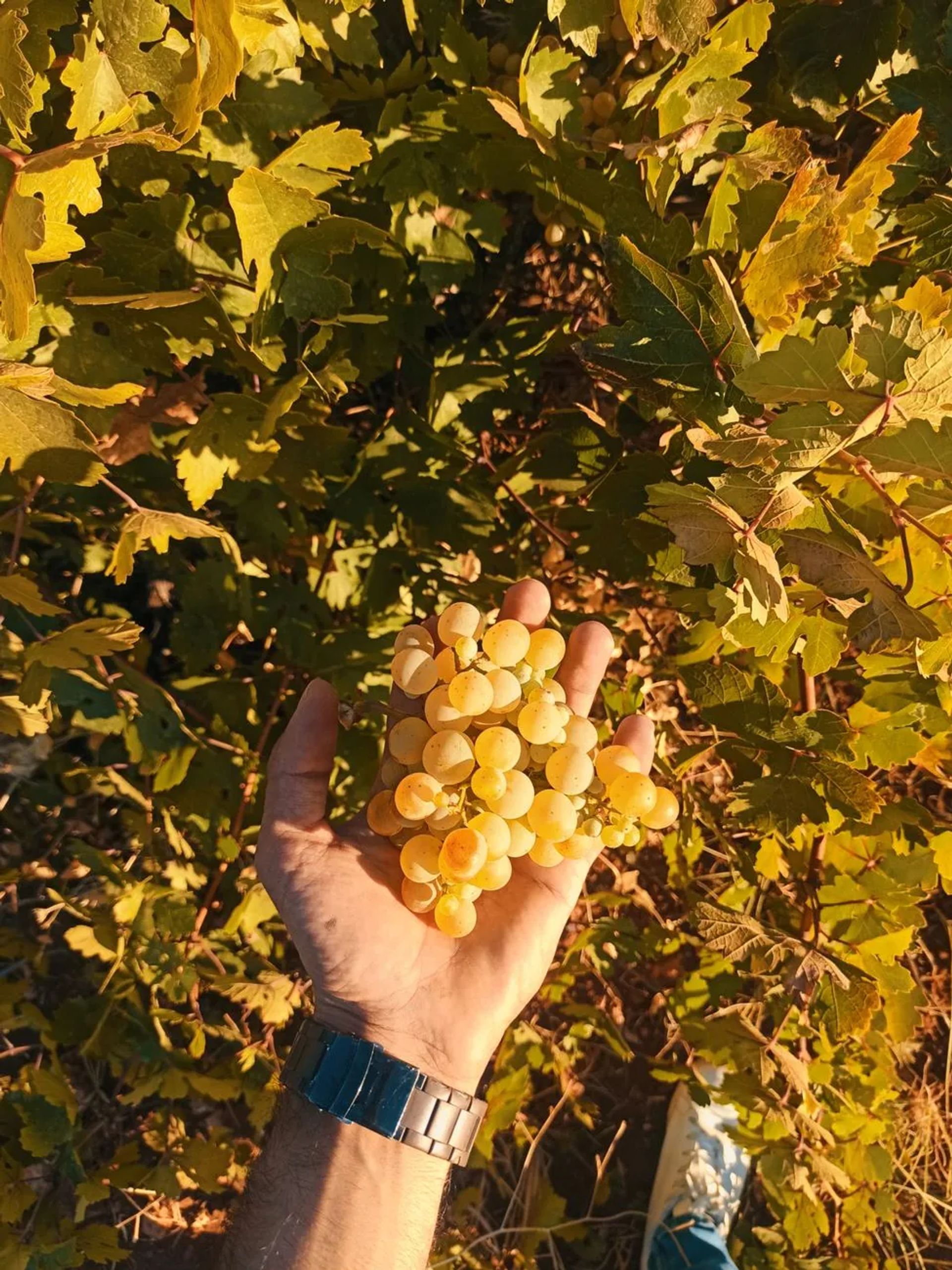 Şanlıurfa Üzüm Bağcılığı
