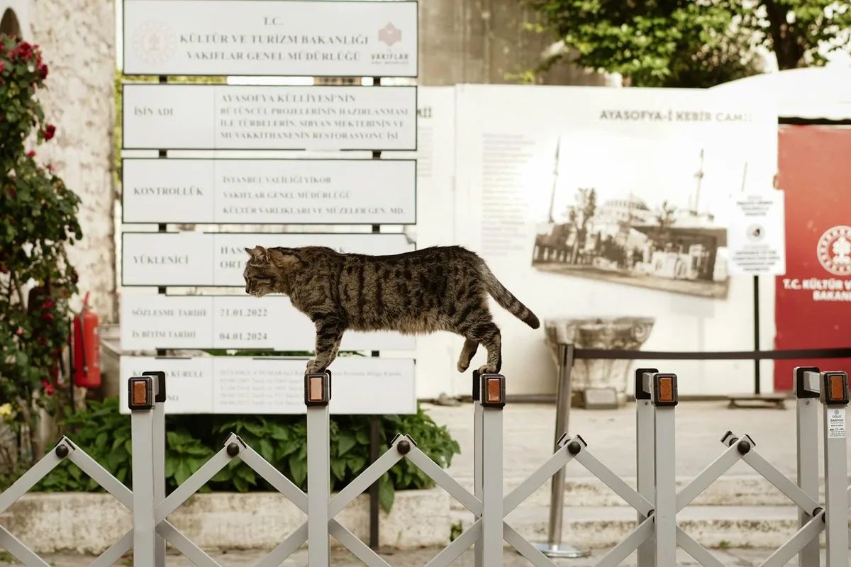 Şanlıurfa'da Veteriner Klinikleri, Hayvan Barınakları ve Pet Shop Rehberi
