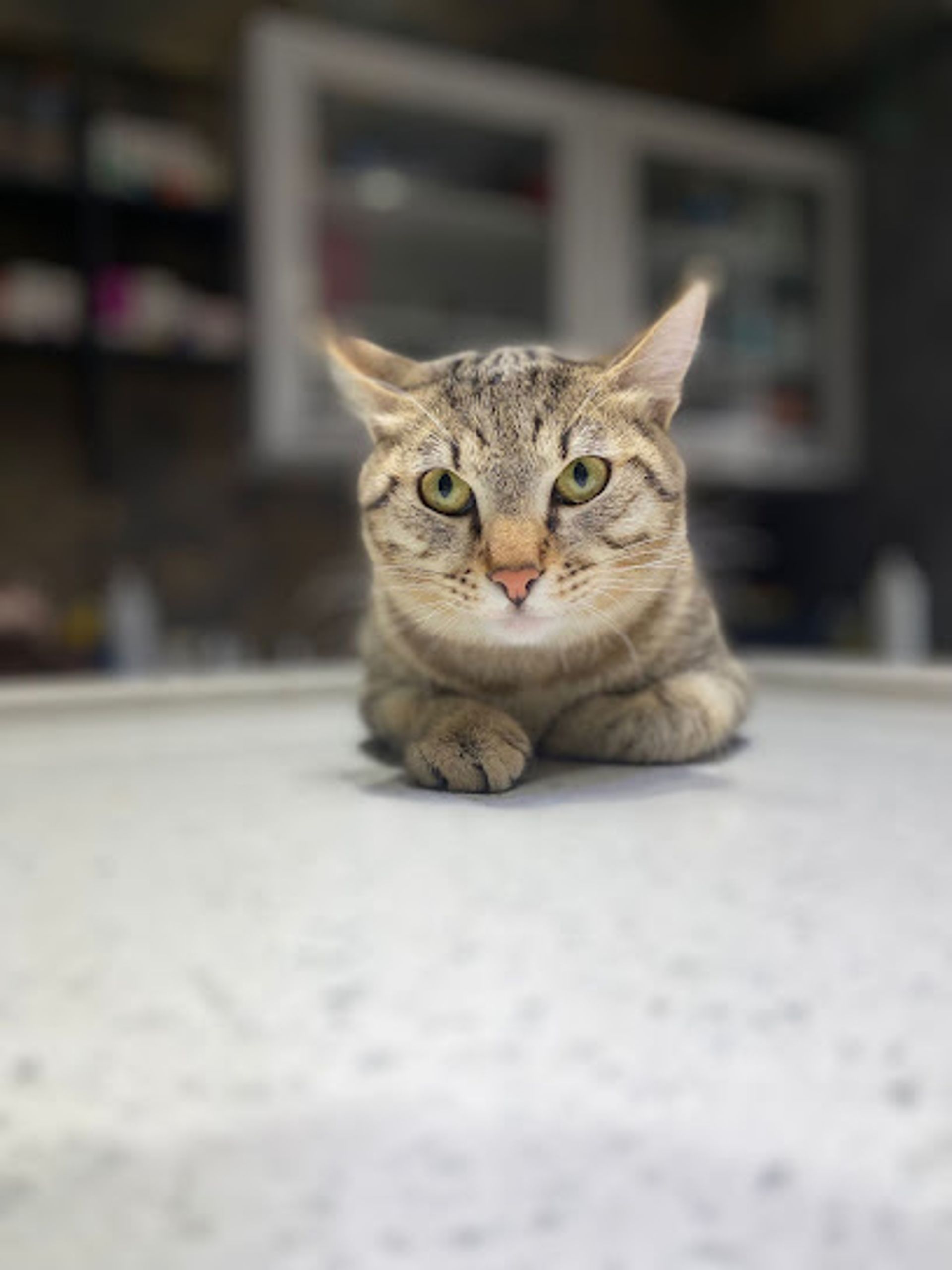 karaköprü Garfield Veteriner Kliniği
