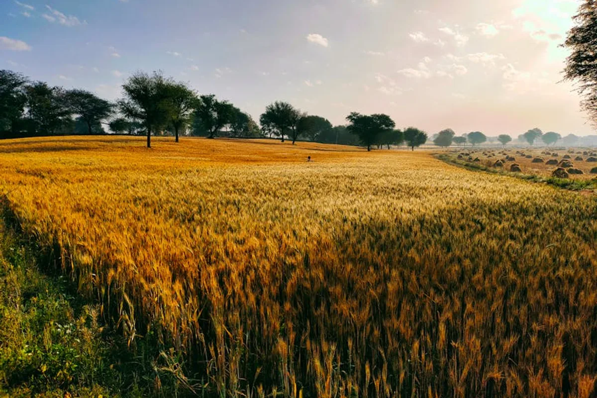 Harran Ovası'nda Doğa Turu: Sonsuz Tarlalar ve Ekolojik Zenginlik