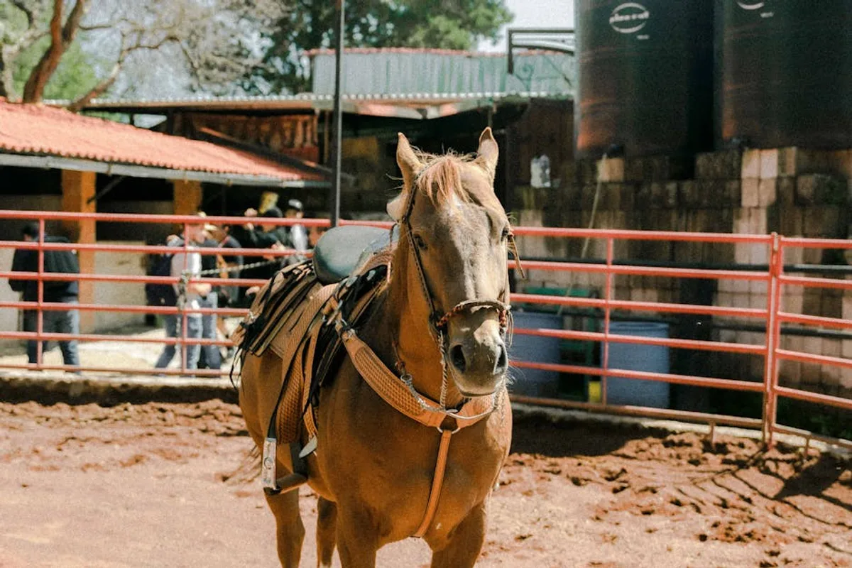 Şanlıurfa'da At Çiftlikleri ve Binicilik: Equestrian Deneyimi Rehberi