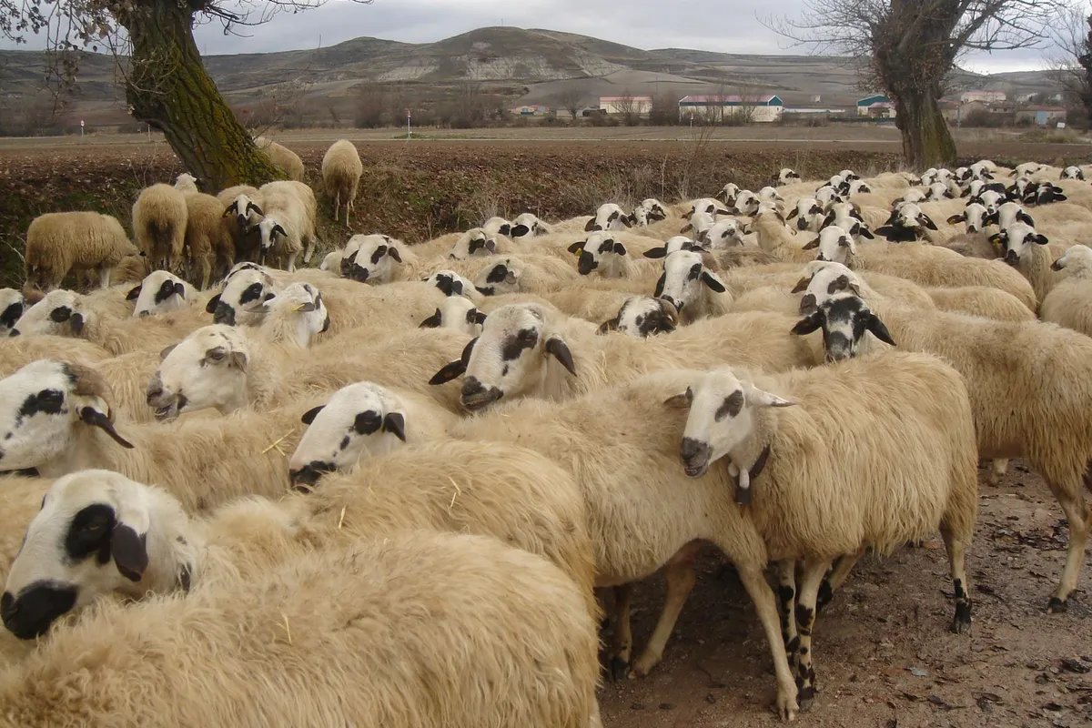 Sanlıurfa'da Efsane Koyun Koyları ve Pastoral Hayatın Sırları