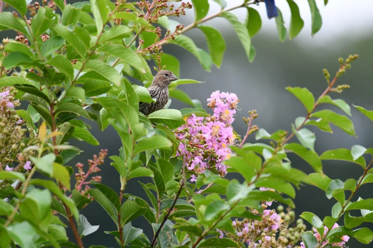 Şanlıurfa'da Doğa Fotoğrafçılığı: Flora, Fauna ve Manzara Noktaları