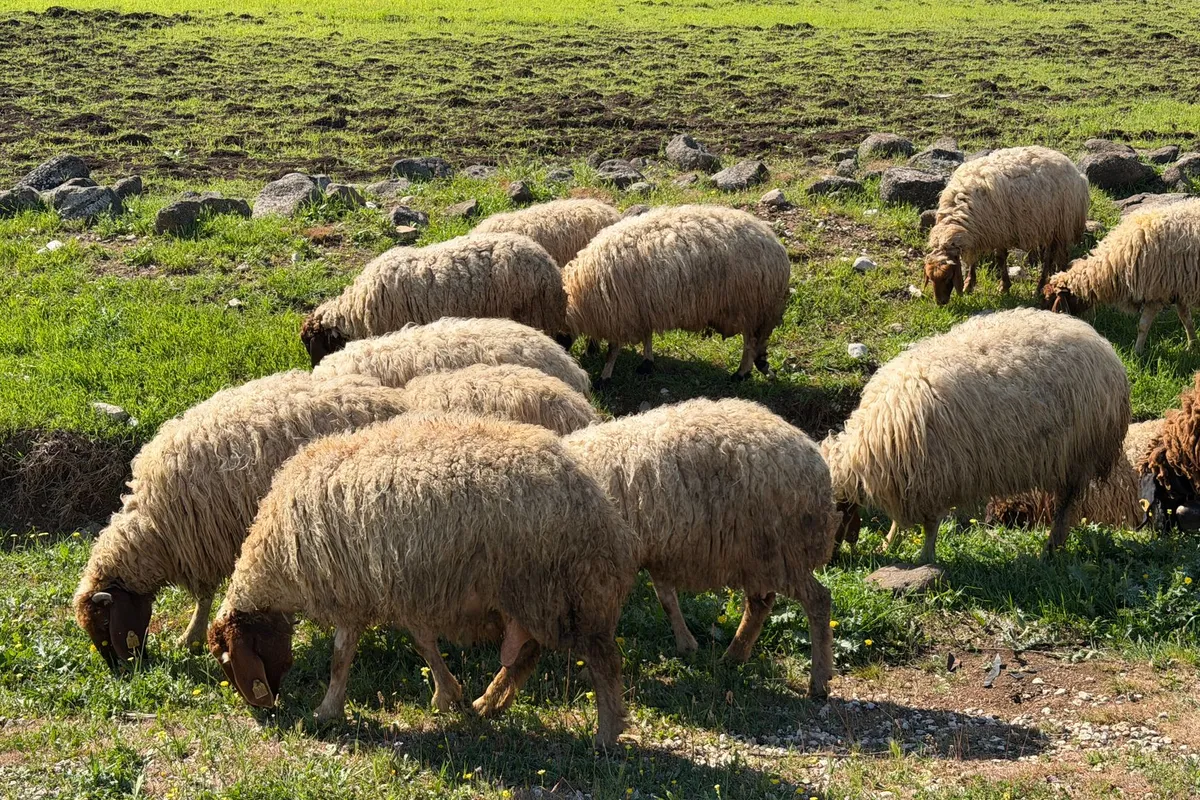 Sanliurfa Ekolojik Tarım Sertifikasyonu