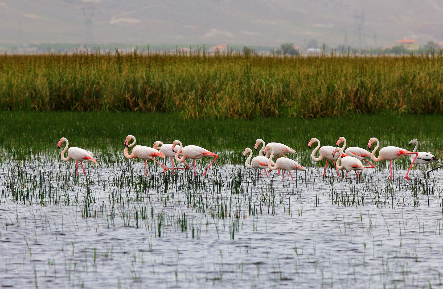 Şanlıurfa Ekolojik Turizm: Kuşlar, Dağlar ve Sulak Alanlar