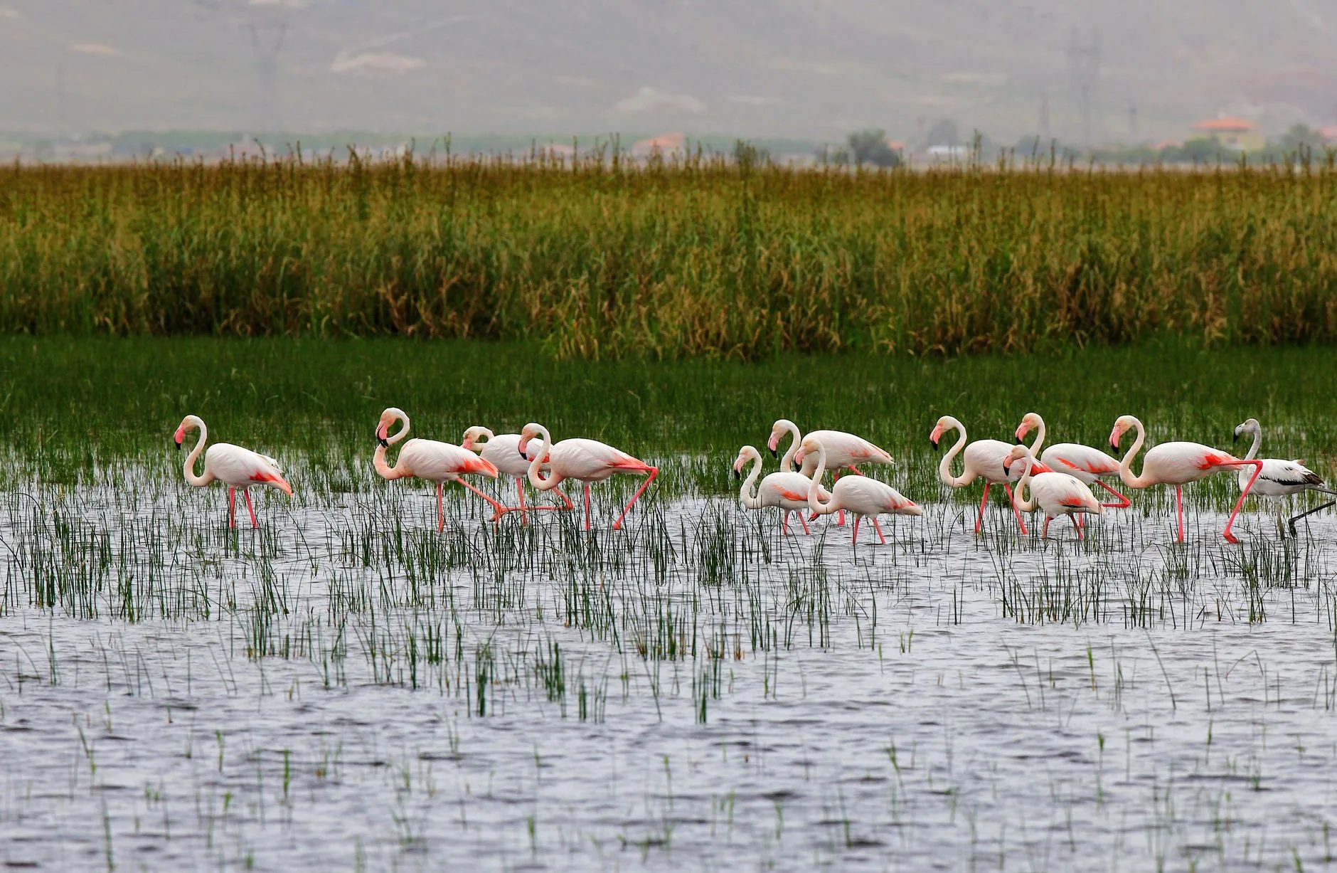 Şanlıurfa Ekolojik Turizm: Kuşlar, Dağlar ve Sulak Alanlar