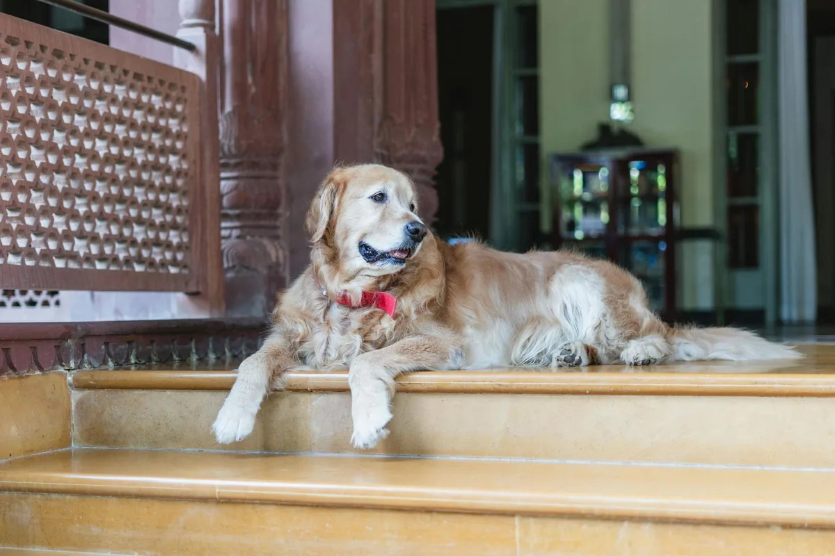 Şanlıurfa'da Evcil Hayvan Kabul Eden Oteller: Pet-Friendly Konaklama Rehberi