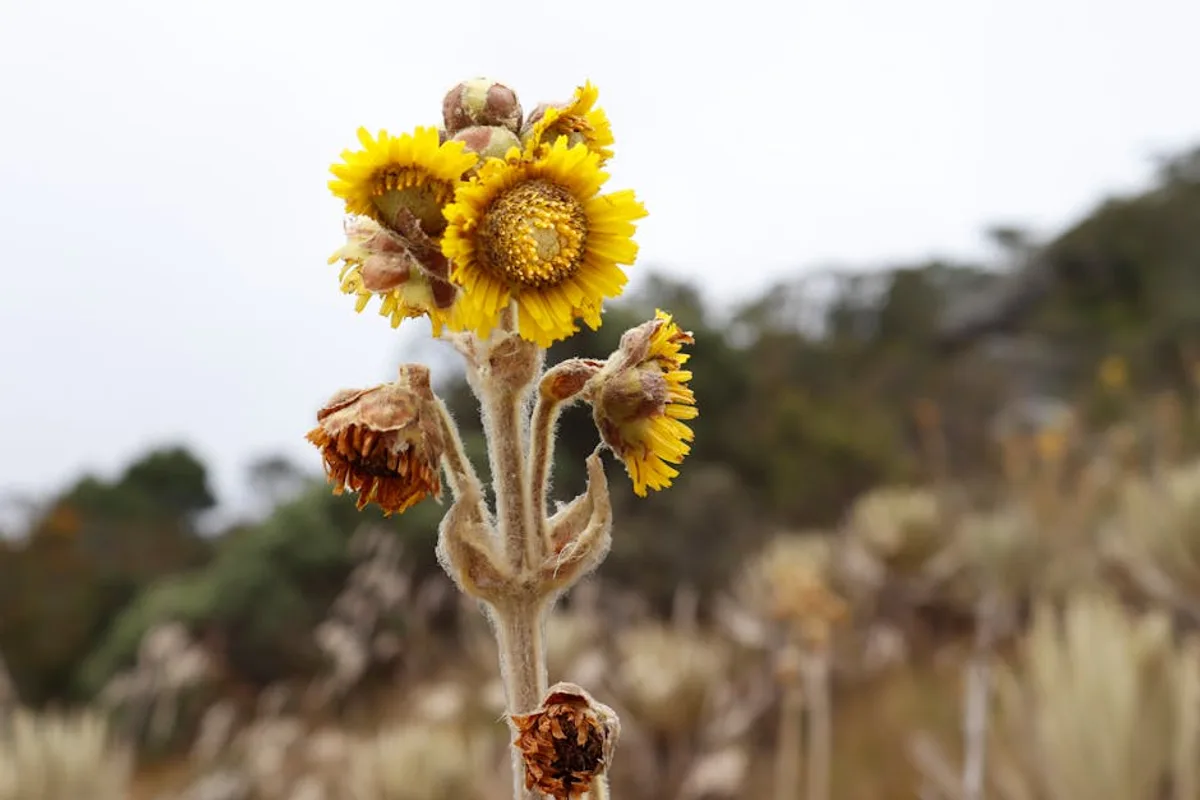 Şanlıurfa'nın Flora ve Faunası: Endemik Bitkiler, Yaban Hayvanları ve Ekosistem