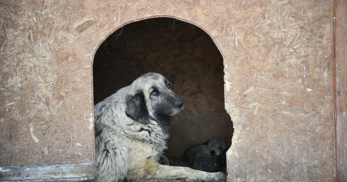 Şanlıurfa Hayvan Barınağı ve Koruma
