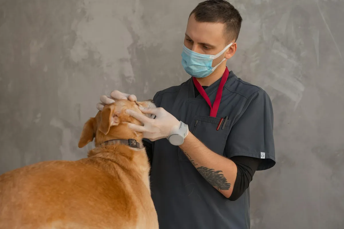 Şanlıurfa'da Veteriner Klinikleri ve Pet Shop Rehberi