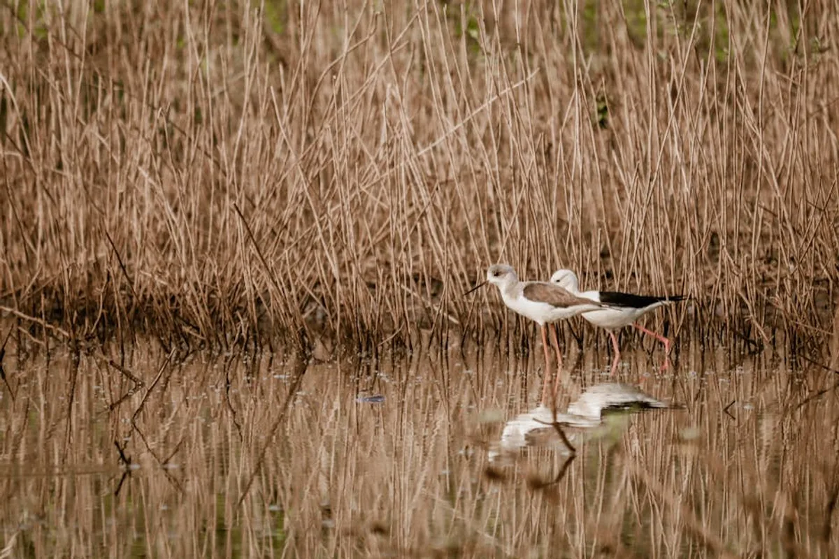 Şanlıurfa'da Kuş Gözlemi: Birdwatching Doğa Rotası Rehberi