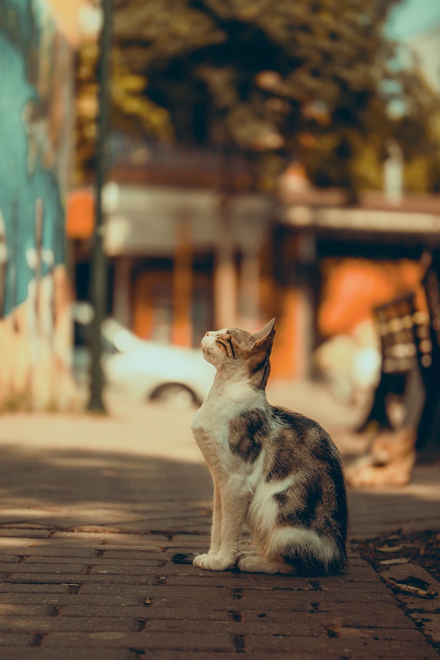 Şanlıurfa Pet Shop ve Pet Malzemeleri