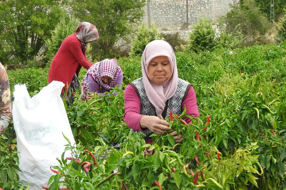 Sanlıurfa Urfa Biberi: GI Damgası ve Sahte Ürünler Nasıl Anlaşılır?
