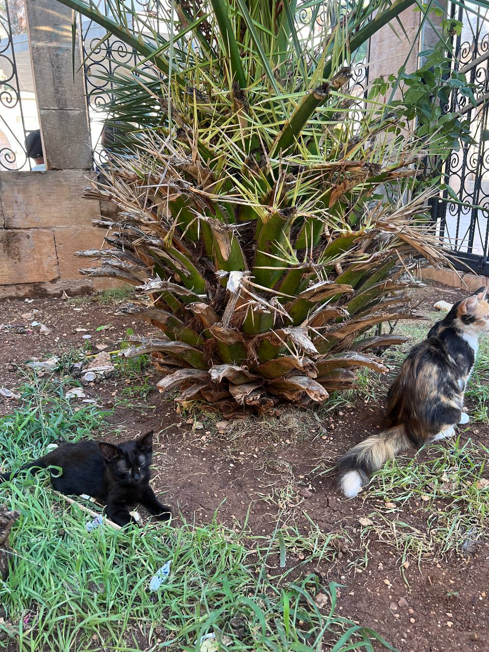 Şanlıurfa Hayvan Barınağı ve Koruma